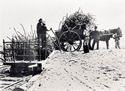 Pacific Islanders working at the Pioneer Company's sugar plantation